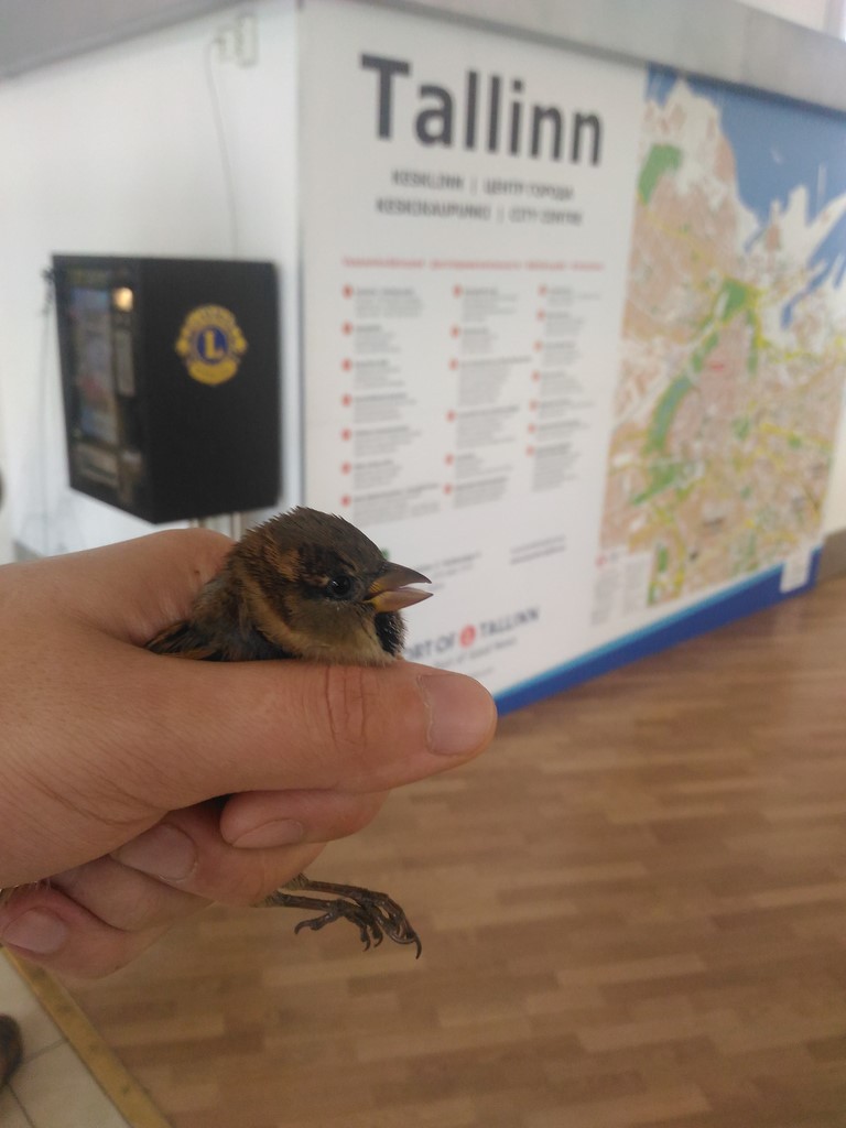 linnud tallinna sadam